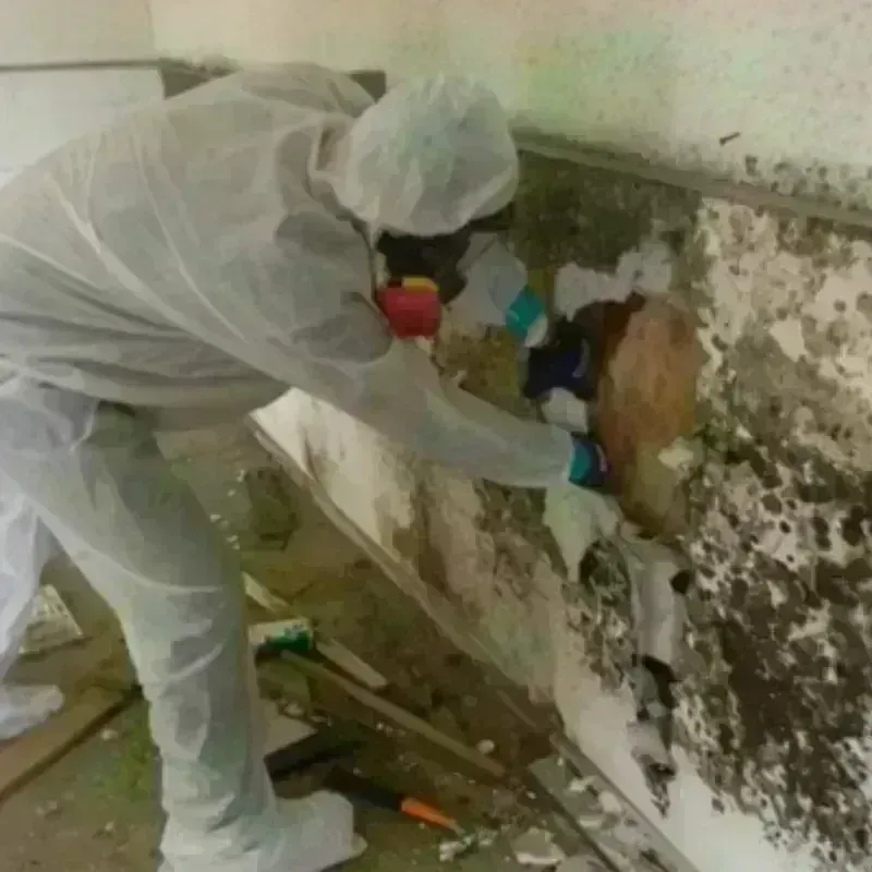 Mold Remediation and Removal in Streamwood, IL